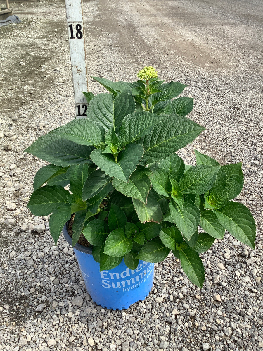 Hydrangea macrophylla 'Summer Crush'