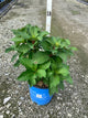 Hydrangea macrophylla Endless Summer Dreamcloud ('Bailmaceight')