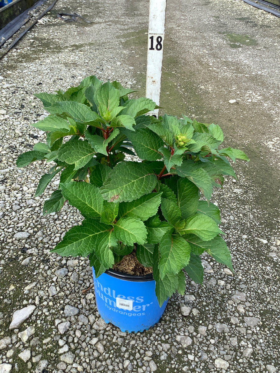 Hydrangea macrophylla Endless Summer Dreamcloud ('Bailmaceight')