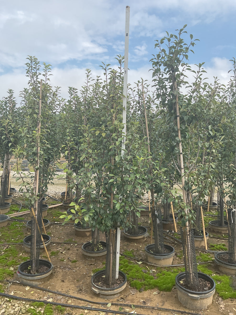 Pyrus 'Fruit Clapp's Favorite'