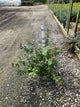 Hypericum x inodorum 'Albury Purple'