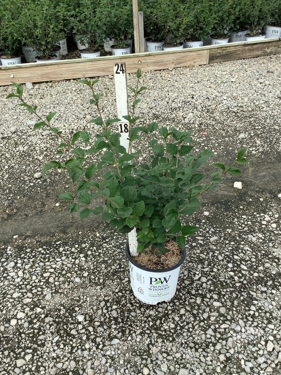 Syringa x 'Penda'