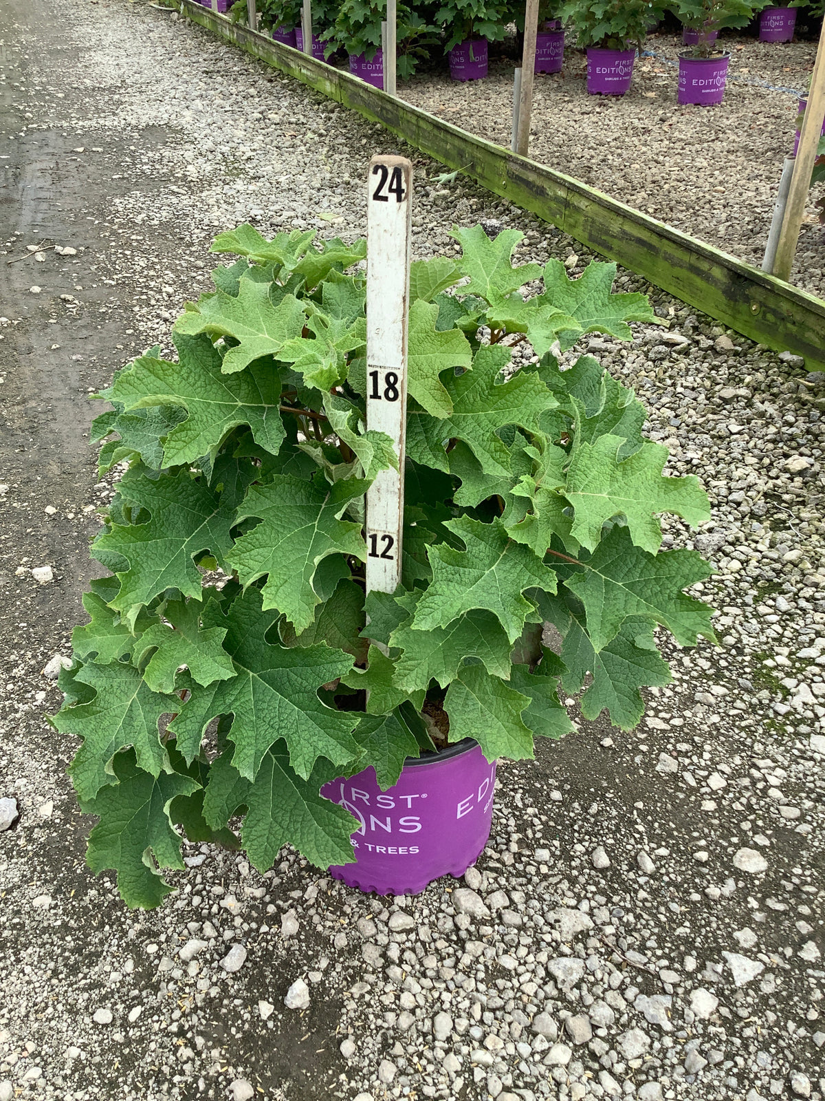 Hydrangea quercifolia 'Jetstream'