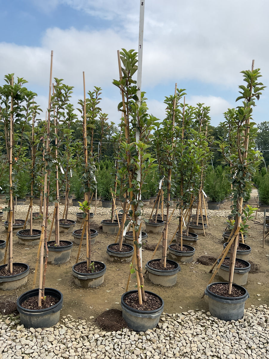 Pyrus 'Fruit Kieffer' â€” G7 60