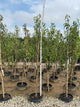 Pyrus 'D'Anjou'