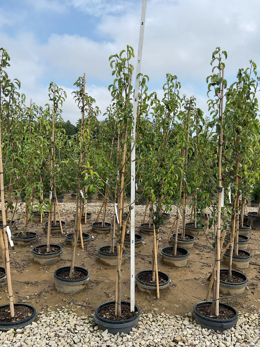 Pyrus 'D'Anjou'