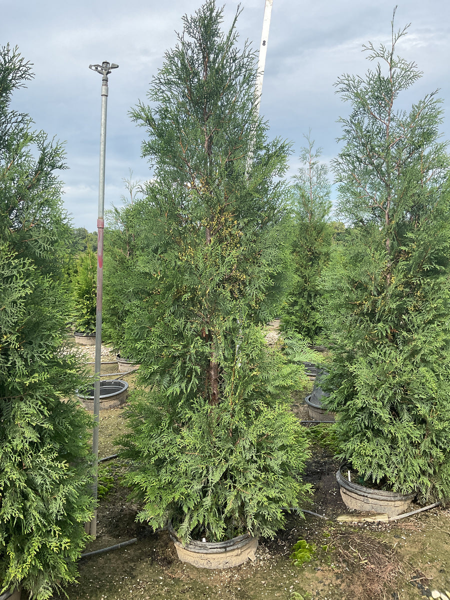Thuja occidentalis 'American Pillar'
