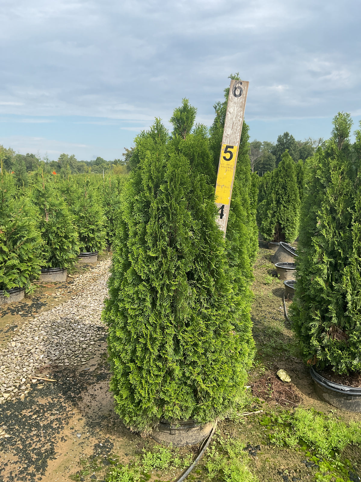 Thuja occidentalis 'Smaragd'