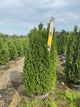 Thuja occidentalis 'Smaragd'