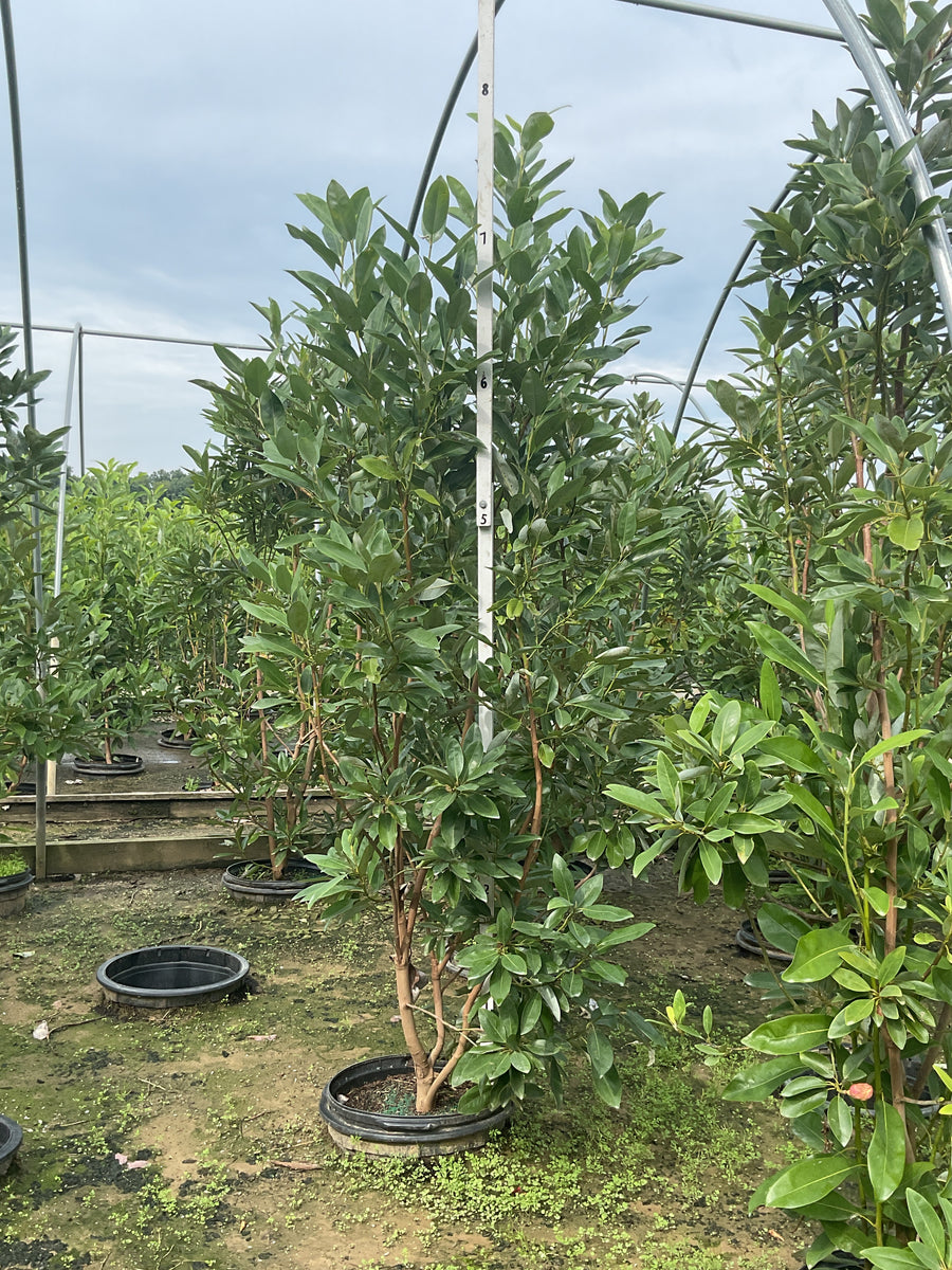Magnolia virginiana 'Jim Wilson'