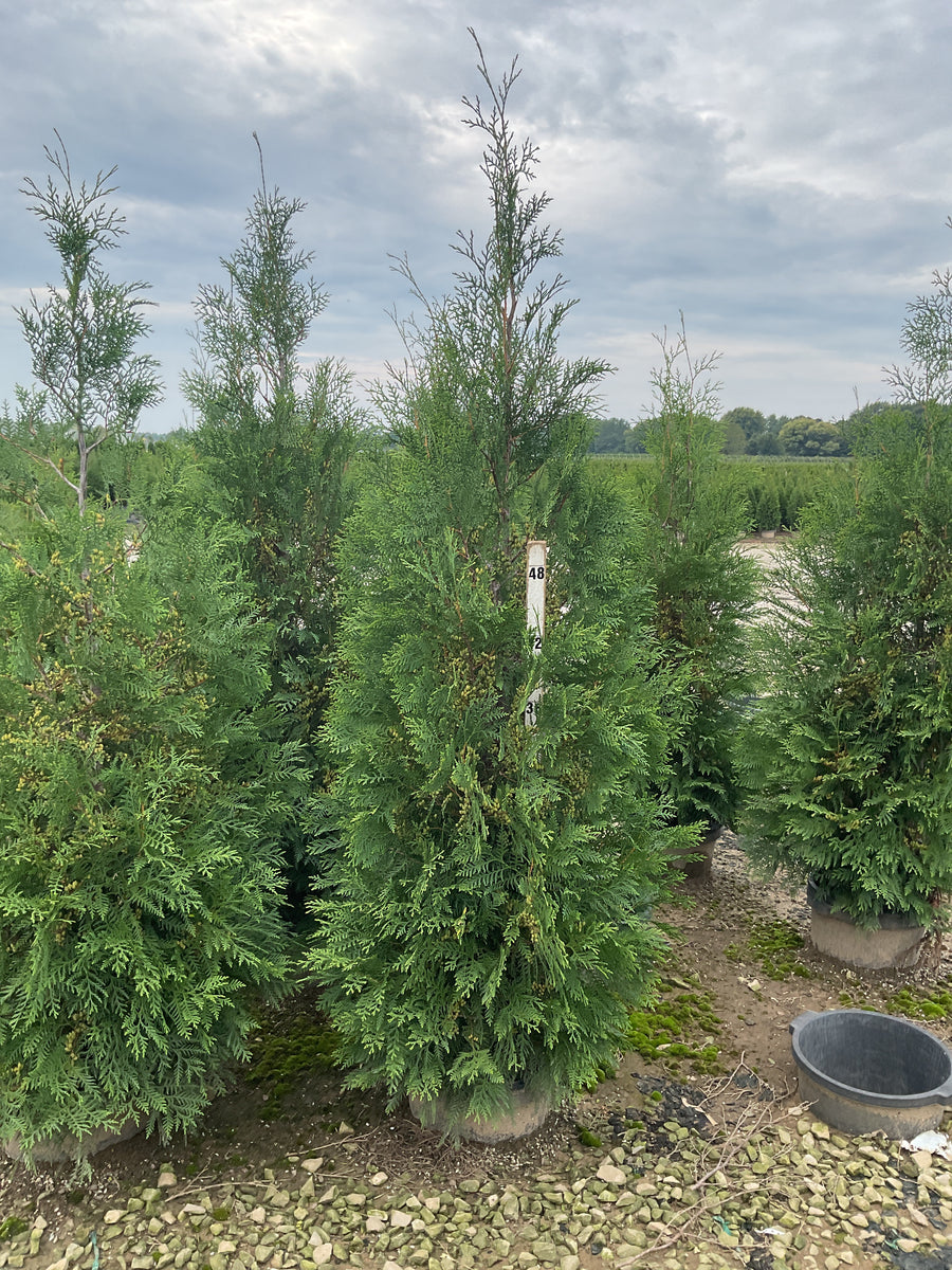 Thuja occidentalis 'American Pillar'