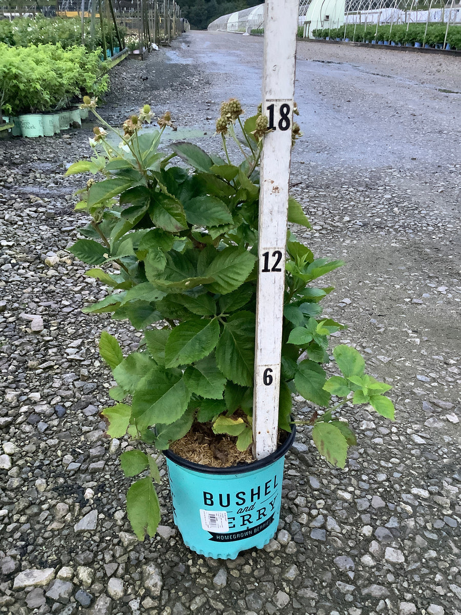 Rubus baby 'Cakes'