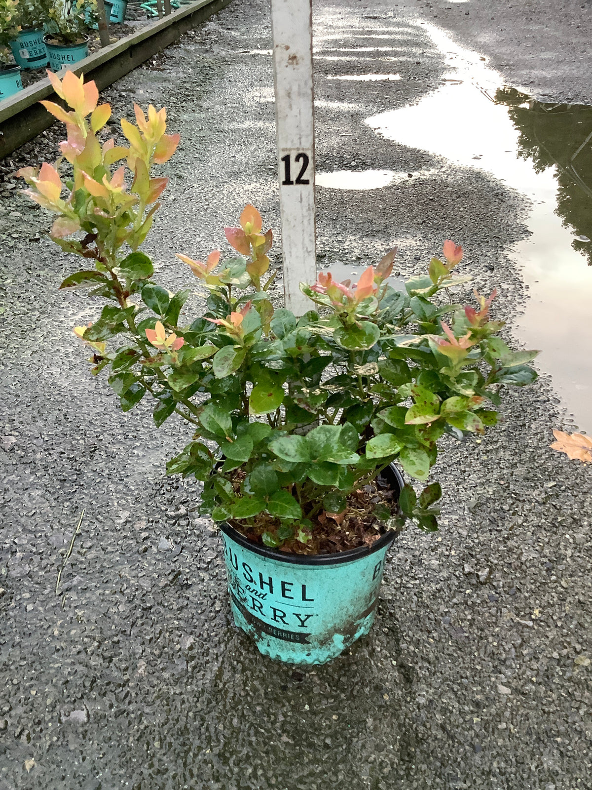 Vaccinium x 'Peach Sorbet'