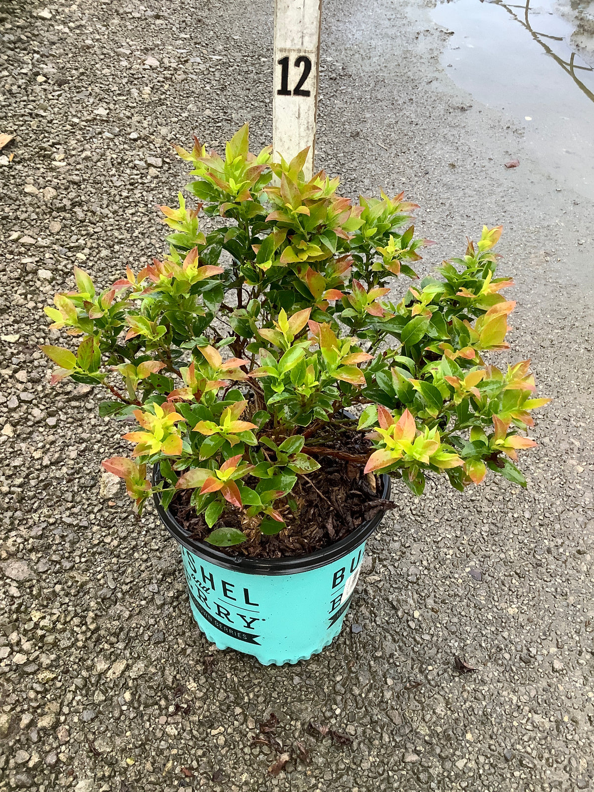 Vaccinium x 'Jelly Bean'