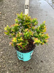 Vaccinium x 'Jelly Bean'