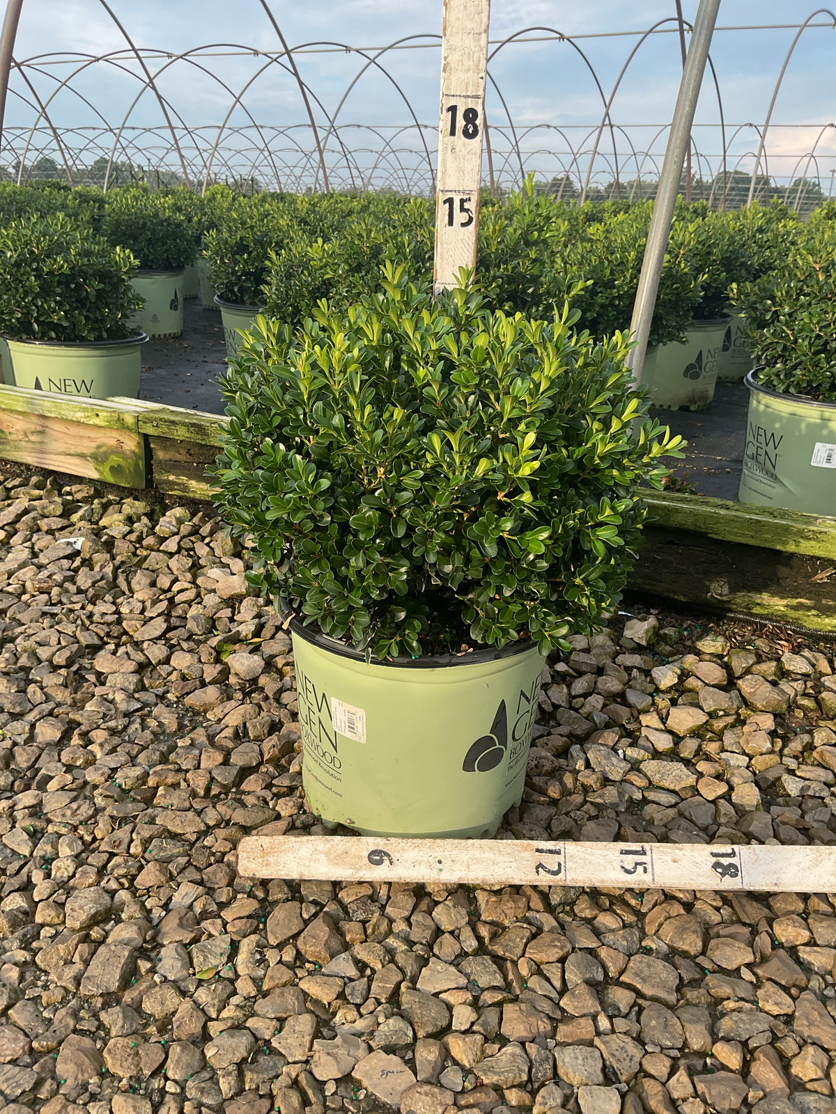 Buxus newgen 'Independence'
