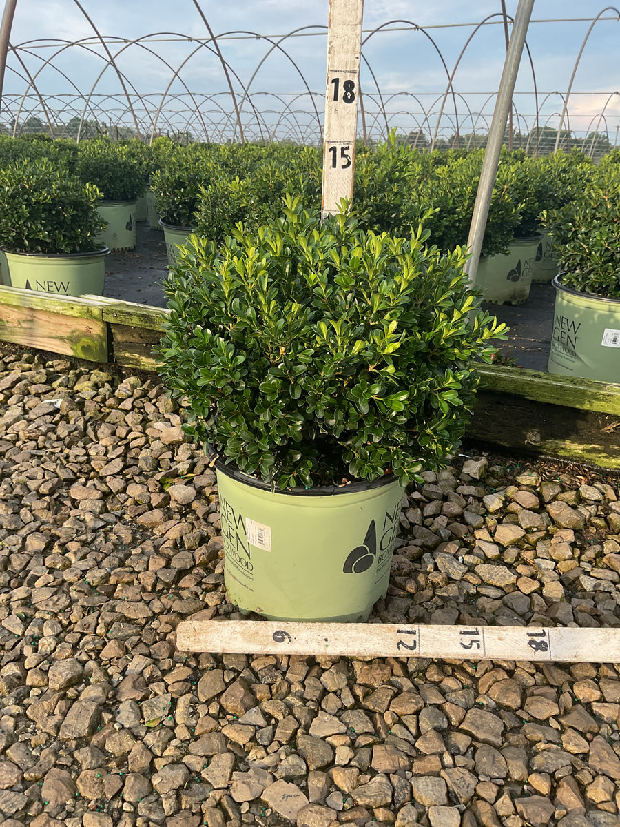 Buxus newgen 'Independence'