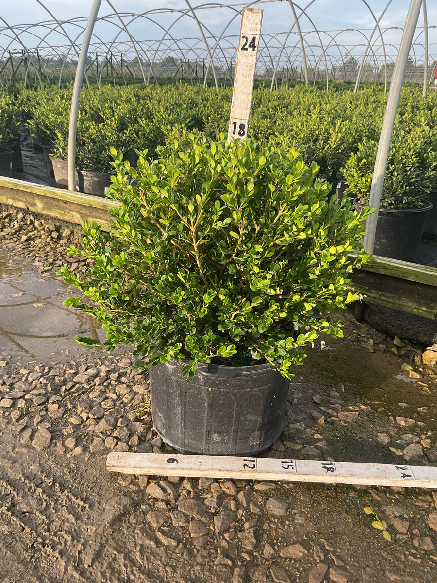 Buxus microphylla 'Winter Gem'