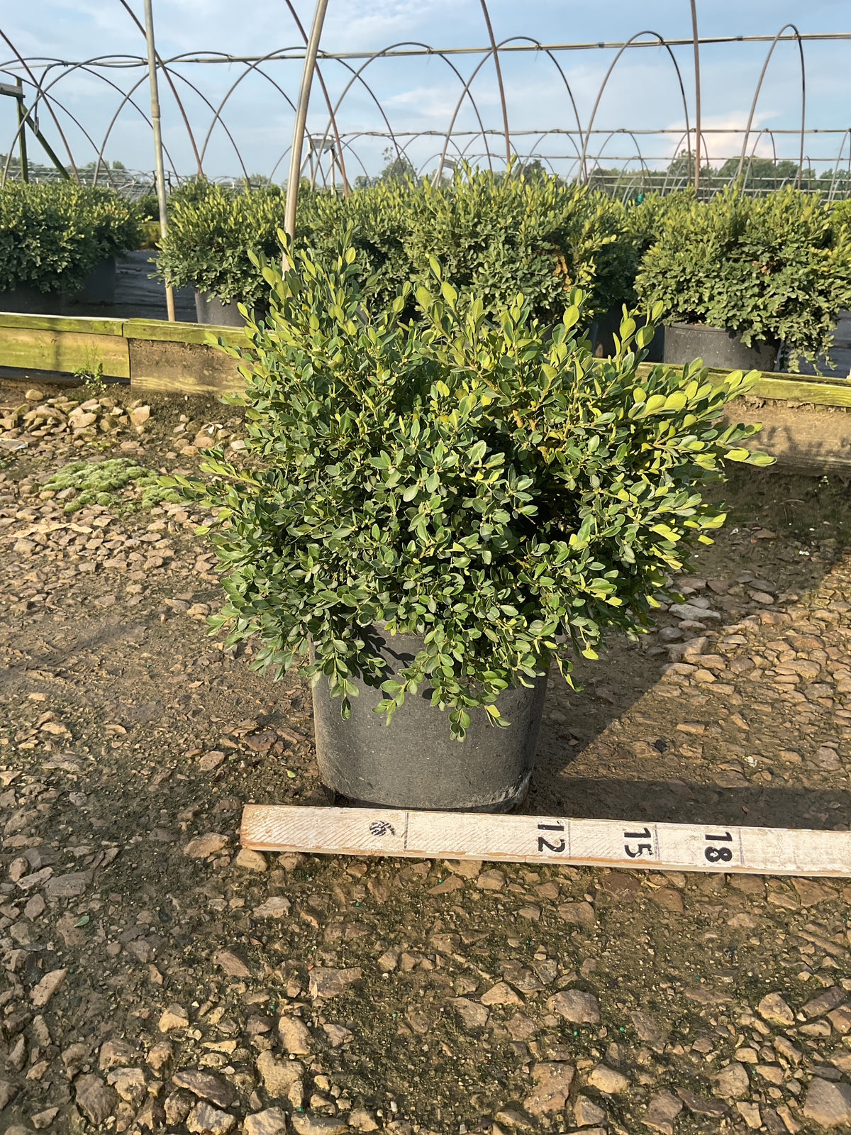 Buxus x 'Flat-Tery'