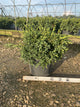 Buxus x 'Flat-Tery'