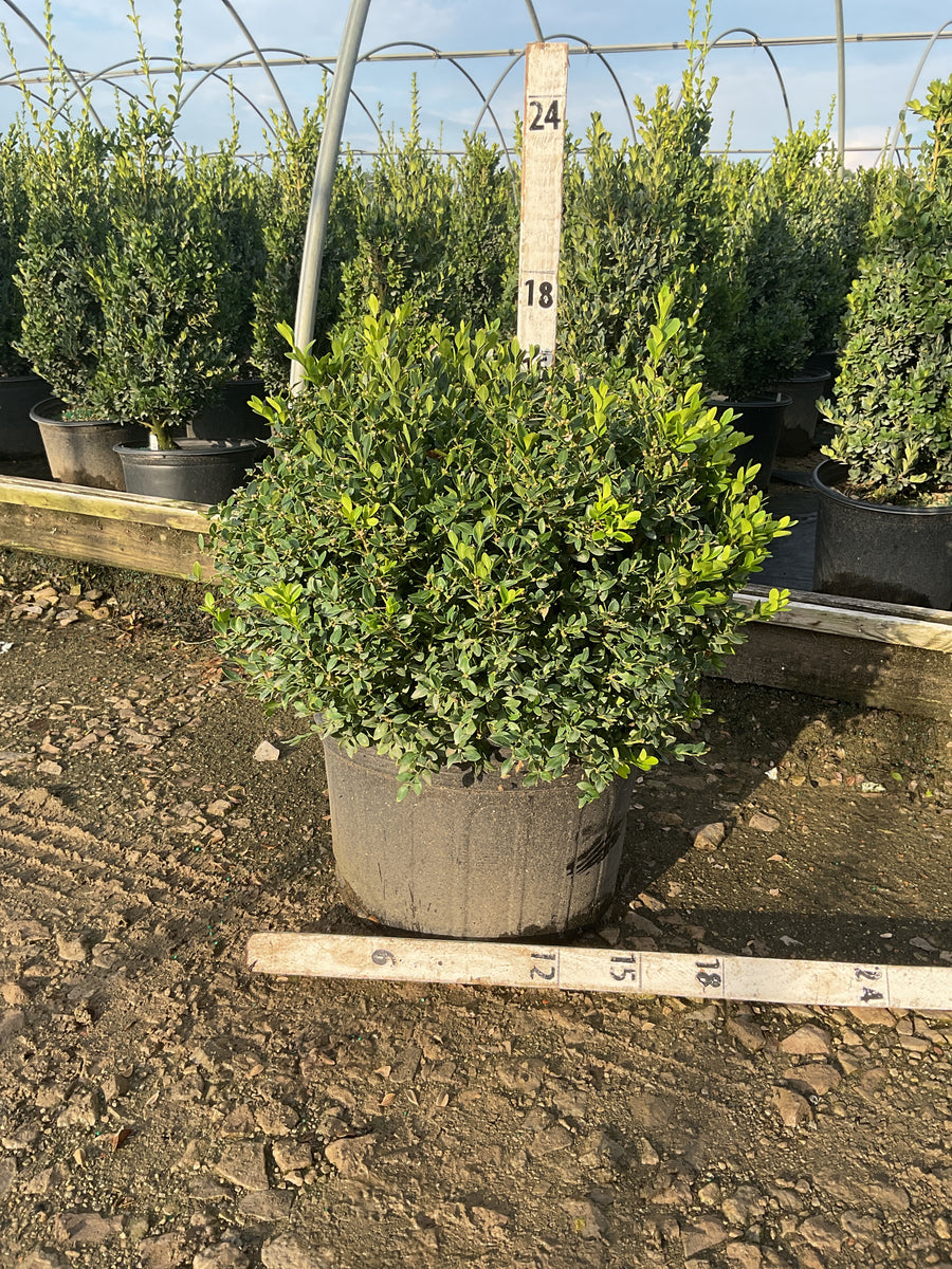 Buxus microphylla 'Green Velvet'