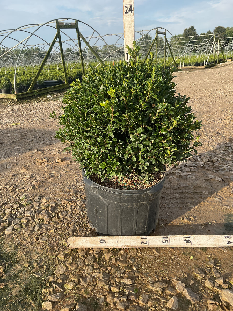 Buxus newgen 'Independence'