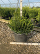 Buxus microphylla 'Little Missy'