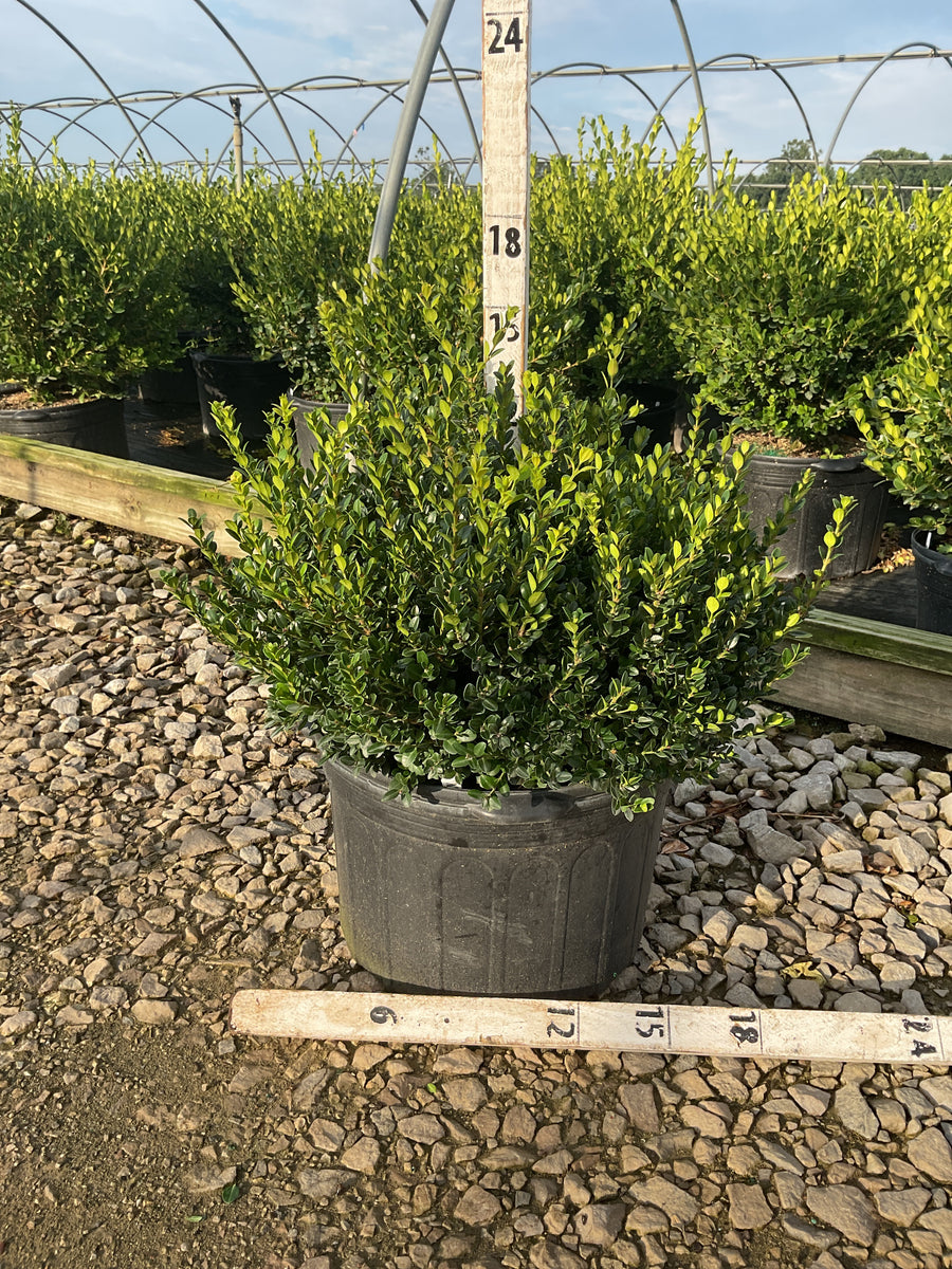 Buxus microphylla 'Little Missy'