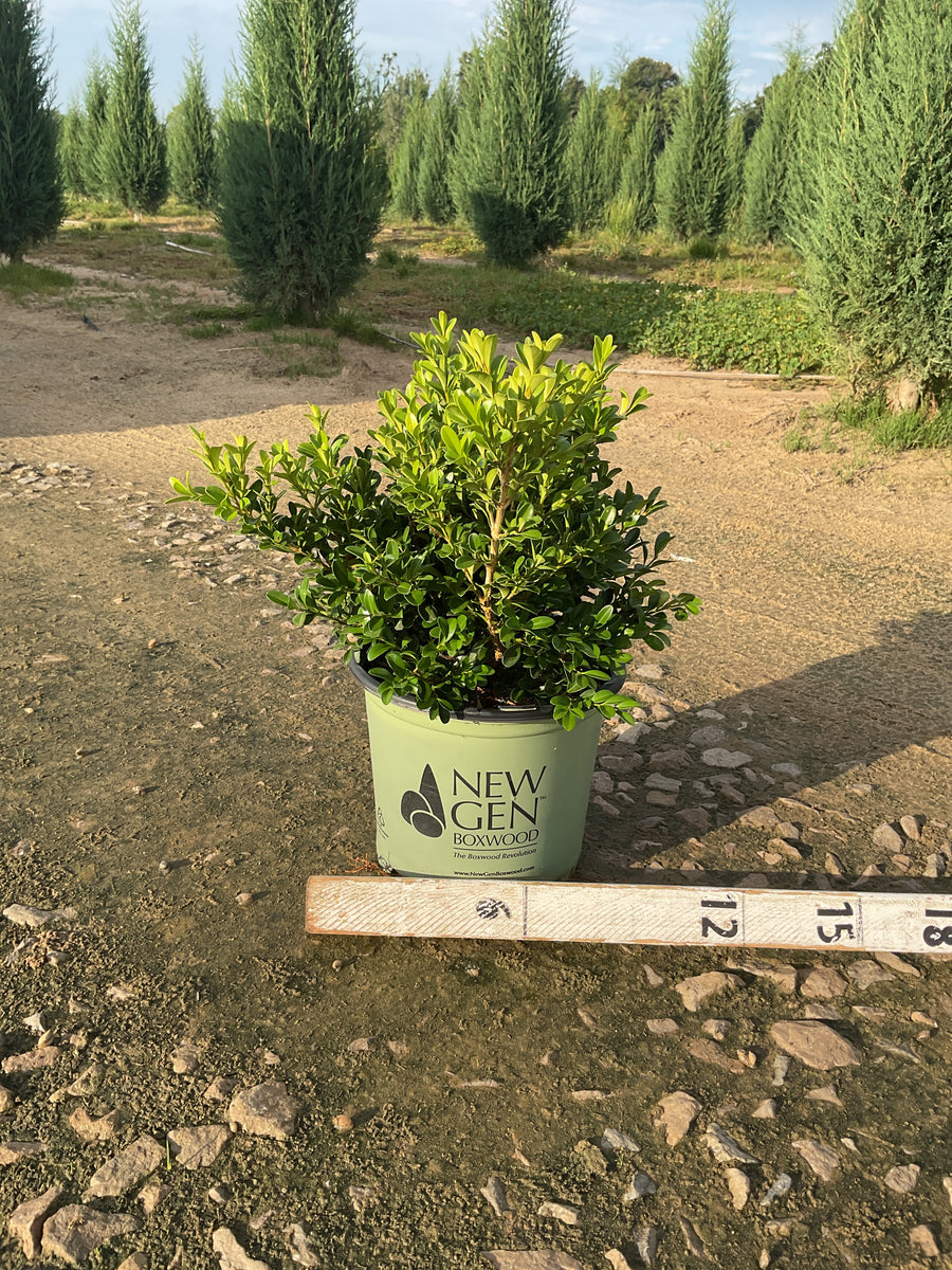 Buxus newgen 'Independence'