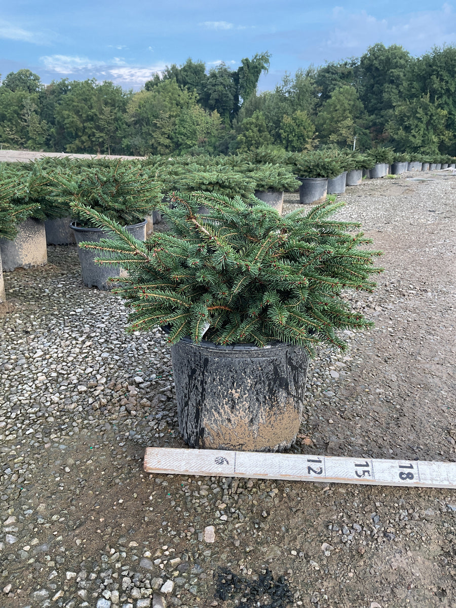 Picea abies 'Nidiformis'