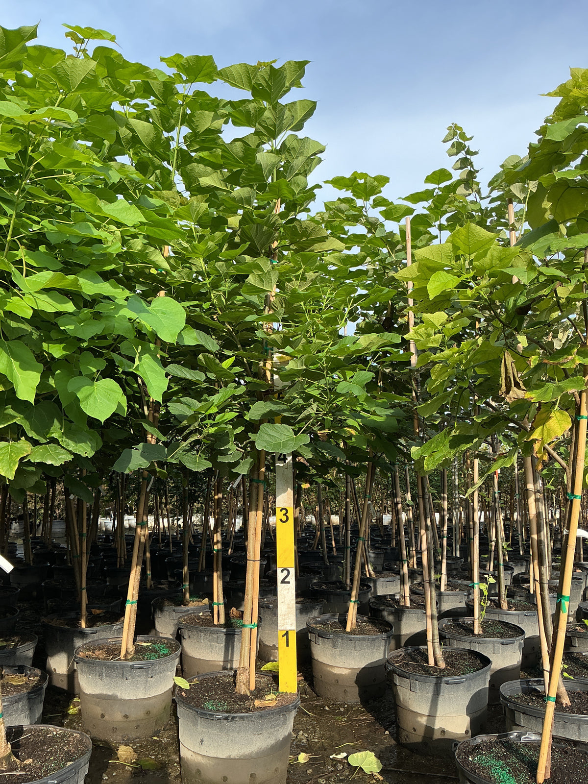 Catalpa speciosa