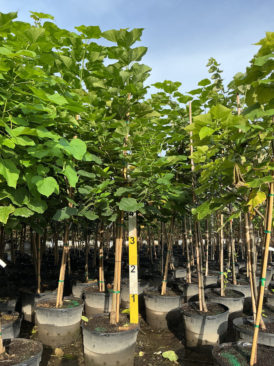Catalpa speciosa