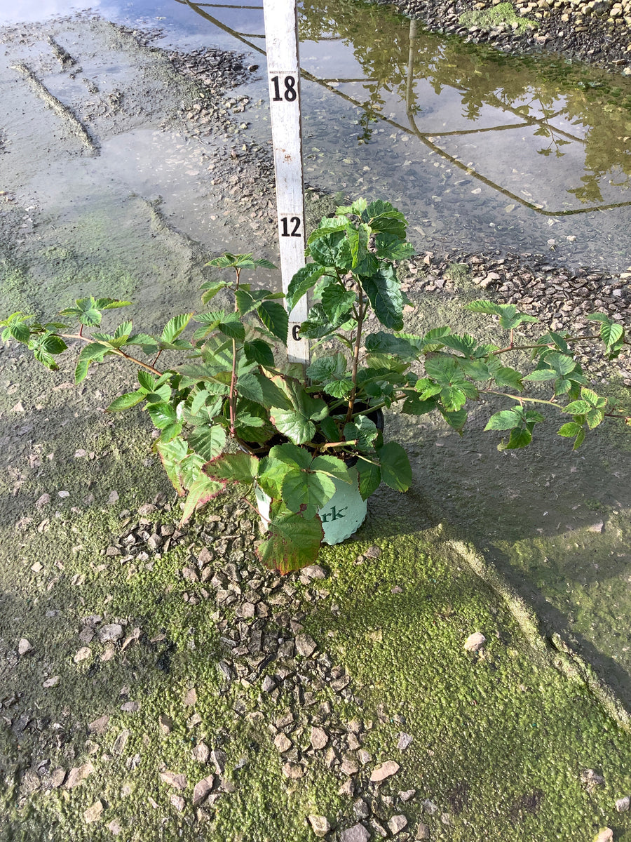 Rubus fruticosus 'Chester'