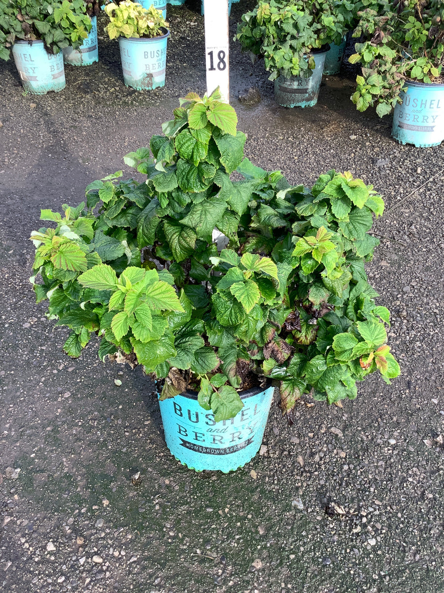 Rubus idaeus 'Raspberry Shortcake&trade;'