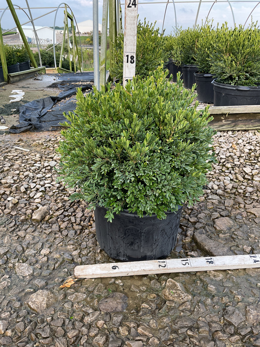 Buxus microphylla 'Green Gem'