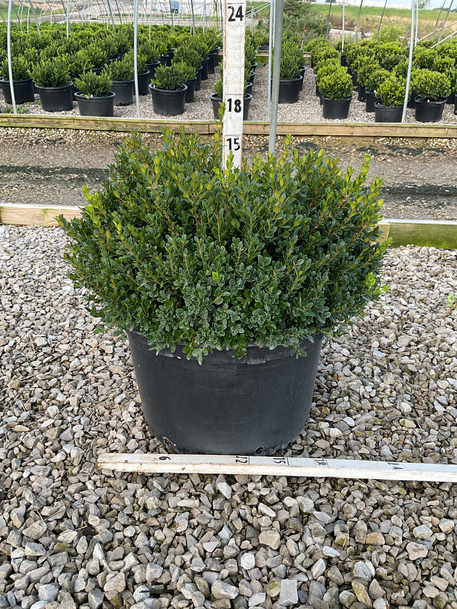 Buxus microphylla 'Little Missy'