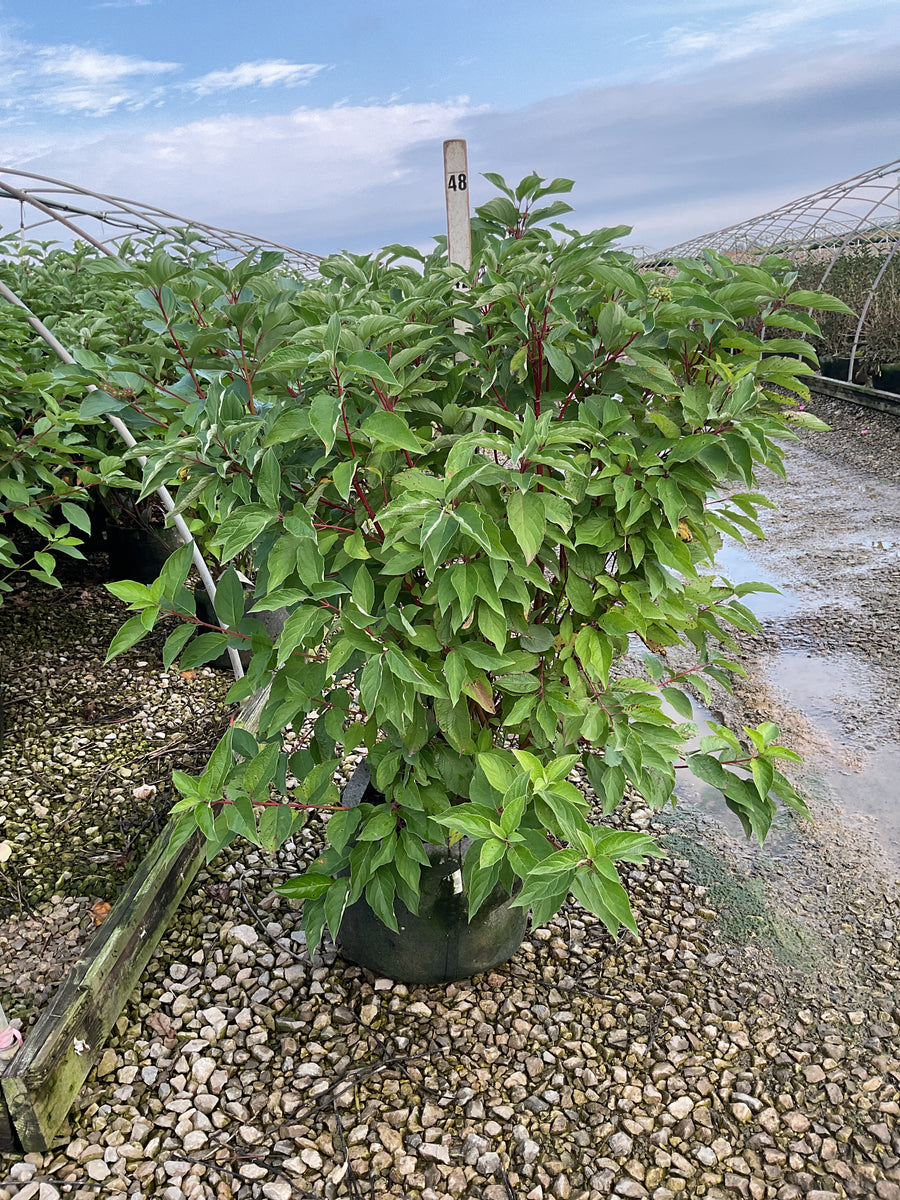 Cornus stolonifera 'Baileyi' â€” RP10 36