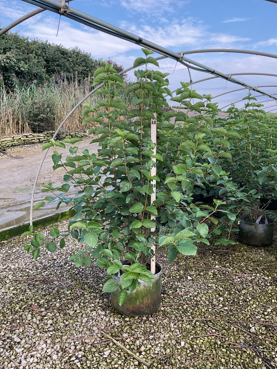 Viburnum dentatum 'Synnestvedt'