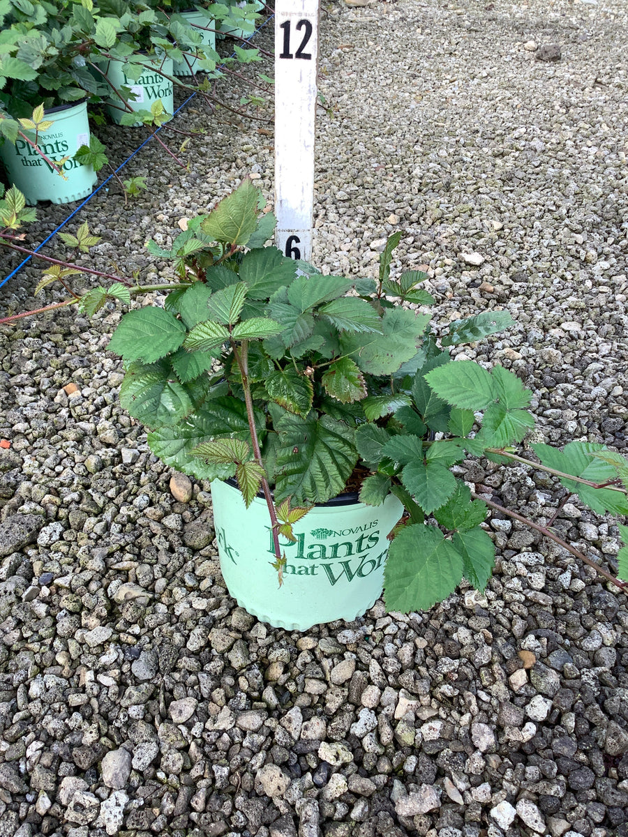 Rubus fruticosus 'Triple Crown'