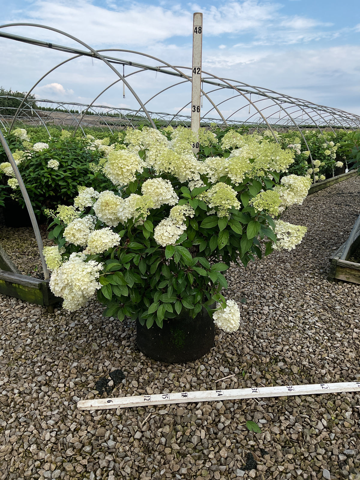 Hydrangea paniculata 'Bobo'