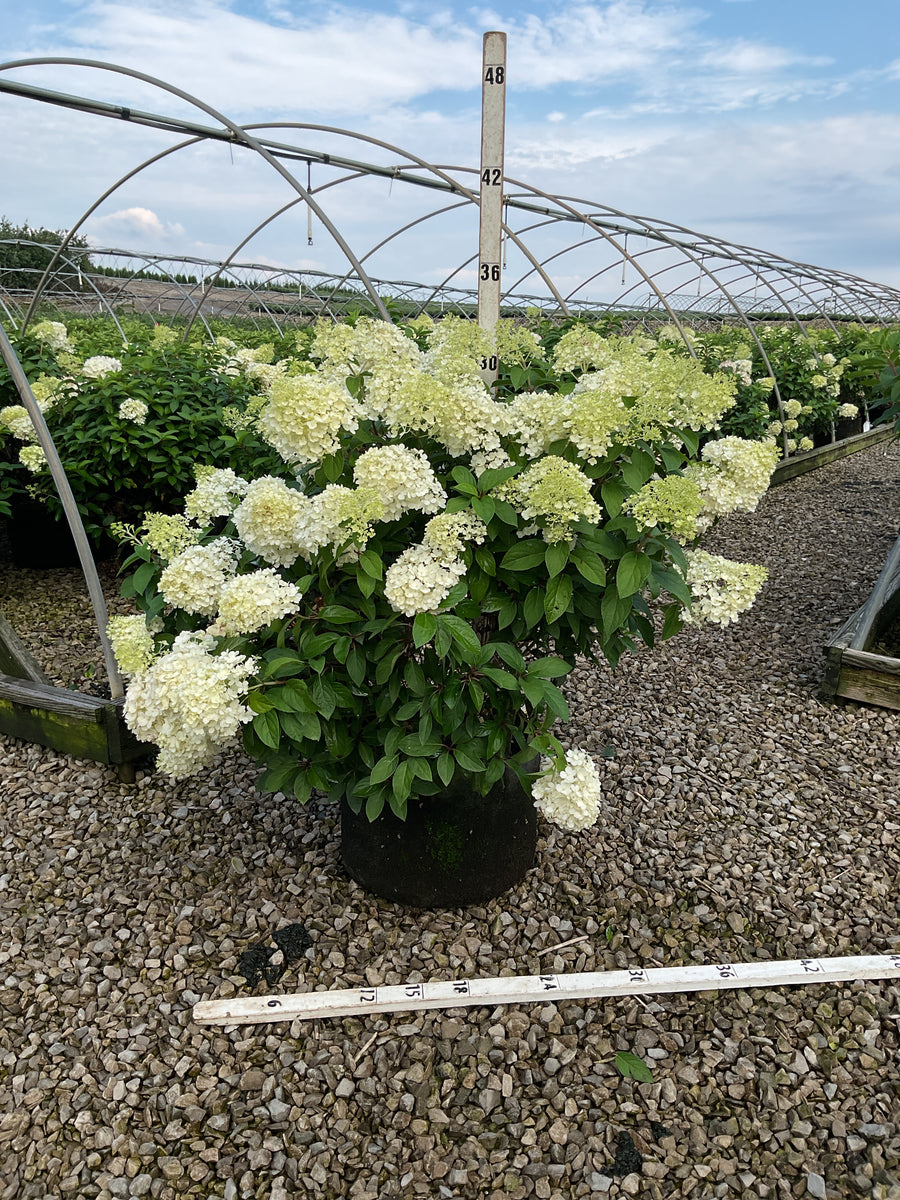 Hydrangea paniculata 'Bobo'