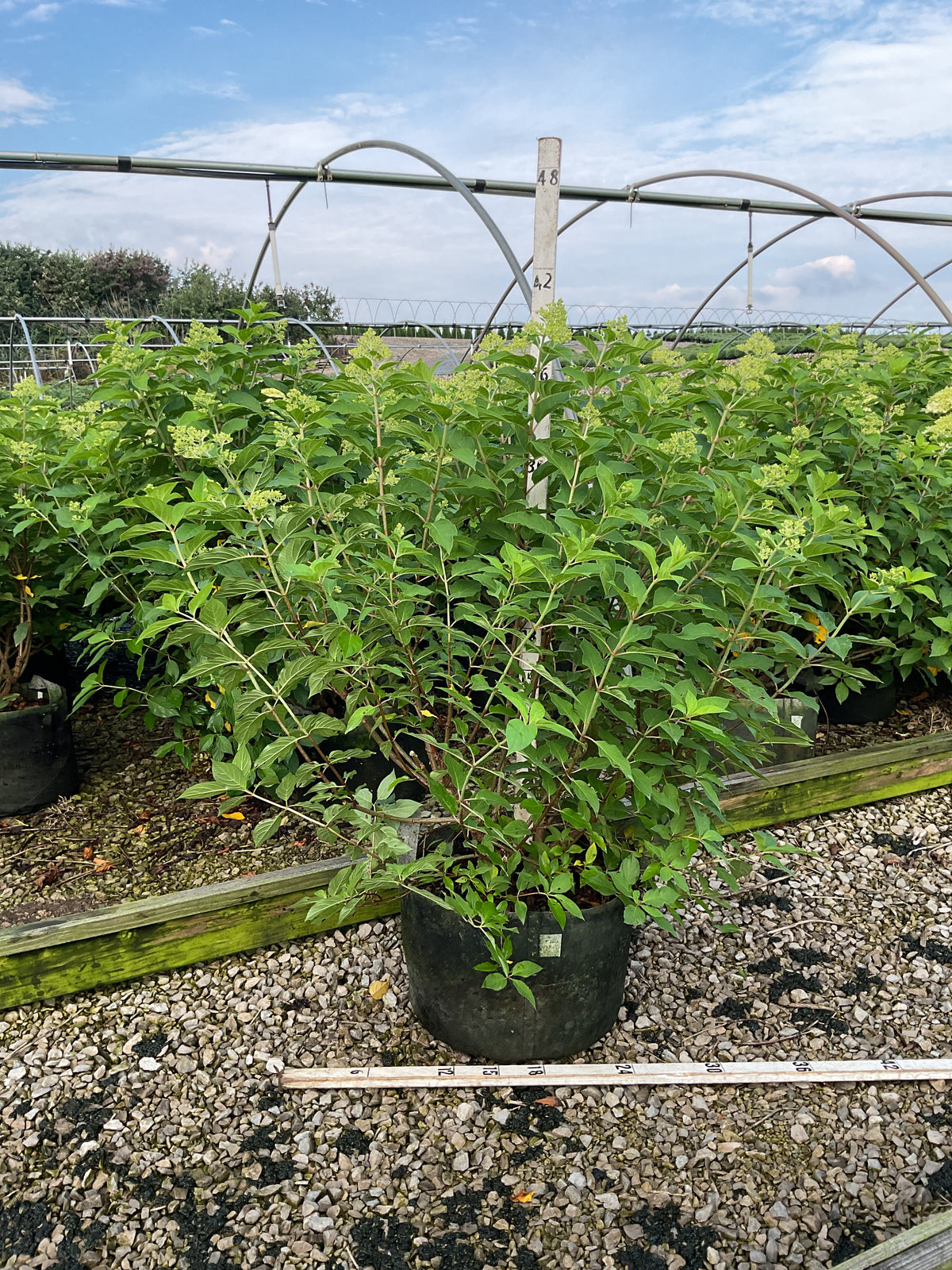 Hydrangea paniculata 'Zwijnenburg'
