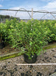 Hydrangea paniculata 'Zwijnenburg'