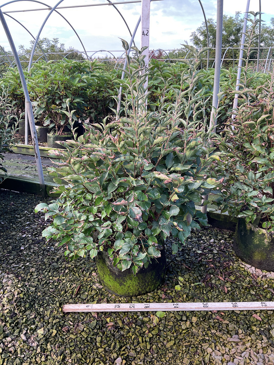 Syringa patula 'Miss Kim'