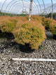Thuja occidentalis 'Congabe'
