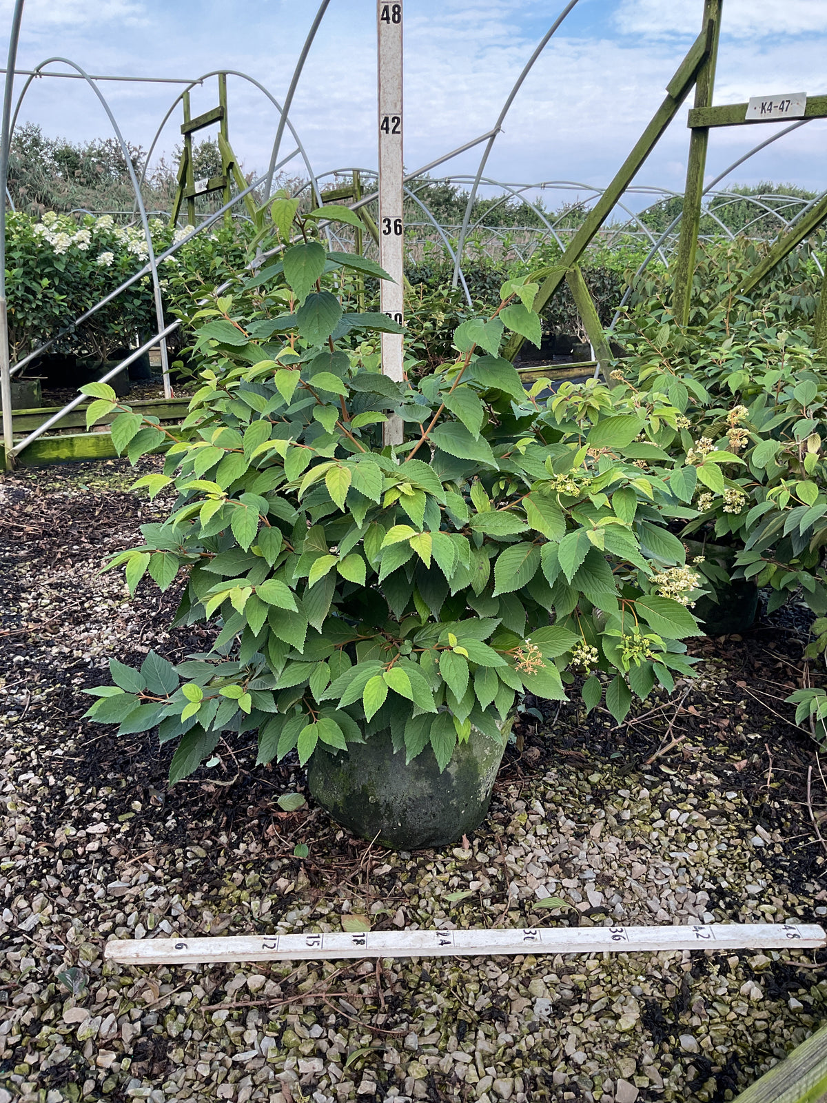 Viburnum plicatum 'Mariesii'