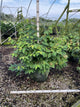 Viburnum plicatum 'Mariesii'