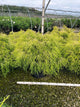 Chamaecyparis pisifera 'Mops'