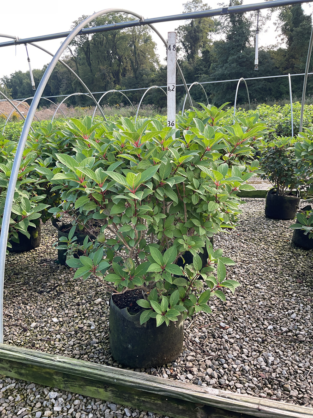 Hydrangea paniculata 'Bulk'