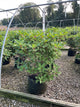 Hydrangea paniculata 'Bulk'